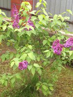 IMG_3650.jpg