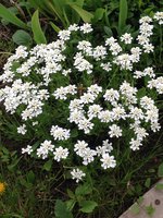 IMG_3647.jpg
