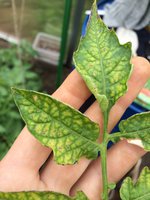 SkypePhoto_20160611_14_39_07.jpg
