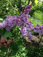 Аля Рус (2). 1JPG.jpg