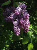 Ассоль (3). 1JPG.jpg