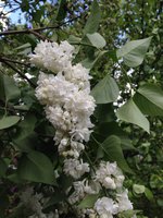 Белое Безмолвие (3). 1JPG.jpg