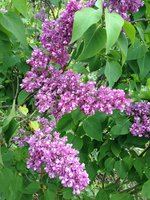 Вестница (1). 1JPG.jpg