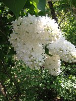 Вьюга (2) 1.JPG