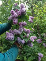 Гиацинтовая (1). 1JPG.jpg