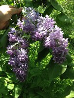 Голубая Лагуна (2). 1JPG.jpg