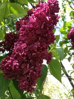 Горячие Глаза (2) 1.JPG