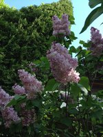 Закатный Блеск (1). 1JPG.jpg