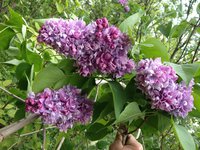 Звень (3). 1JPG.jpg