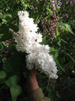 Капель (2). 1JPG.jpg