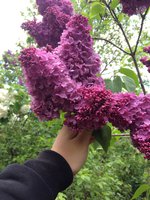 Княжна (3). 1JPG.jpg