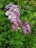 Колдовские Острова (1) 1.JPG