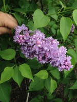Коралл (3). 1JPG.jpg