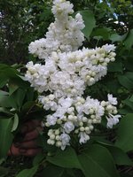 Лавина (3). 1JPG.jpg