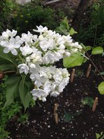Лебединая Песня (3). 1JPG.jpg