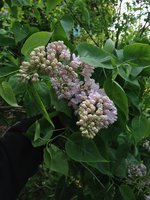 Лёд И Пламень (3). 1JPG.jpg
