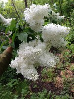 Луна (1). 1JPG.jpg