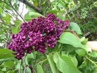 Мещёрские Сумерки (3). 1JPG.jpg