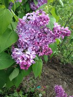 Миледи (2). 1JPG.jpg