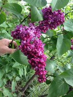 Мисс Мещёра (2). 1JPG.jpg