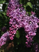 Мотыльковая (2) 1.JPG
