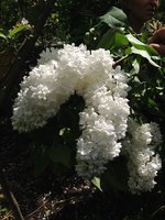 Настя (3). 1JPG.jpg