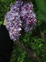 Нежность (1). 1JPG.jpg