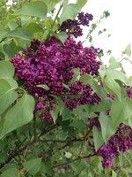Ночная Гостья (1) 1JPG.jpg