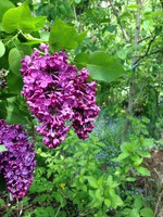 Огонёк (1). 1JPG.jpg
