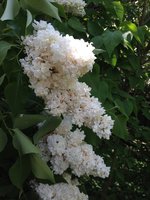 Пелена (2). 1JPG.jpg