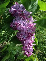 Планета (3). 1JPG.jpg