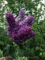 Русалка (2). 1JPG.jpg
