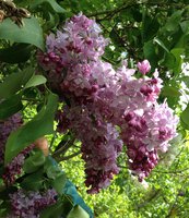 Сизарка (3). 1JPG.jpg