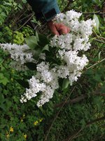 Синельга (2). 1JPG.jpg