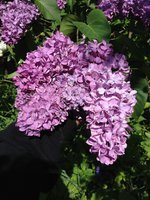 Соловиная Ночь (3). 1JPG.jpg