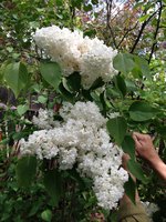 Эверест (2). 1JPG.jpg