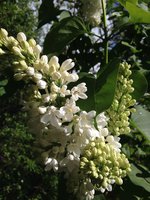 Экселент (2). 1JPG.jpg