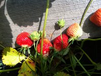 2016-06-15 09-09-35.JPG