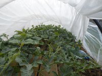 DSCN6508_small.jpg