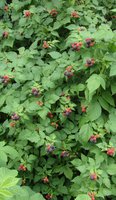 DSC04КУМ1.jpg