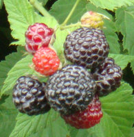 DSC04КУМ4.jpg