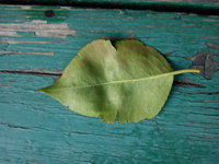DSC00068.jpg