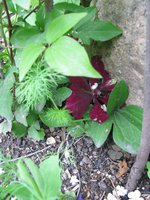 IMG_0546.JPG