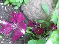 IMG_0547.JPG