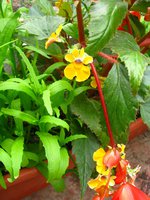 IMG_0540.JPG