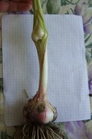 чеснок с чесночинкой.jpg