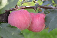 DSC_0491.jpg