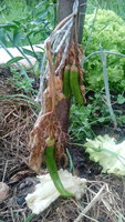 IMG_20160625_182056.jpg