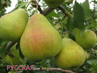 Русская_1.jpg