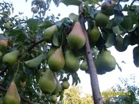 Куйбышевская золотистая привитая на Память Яковлева